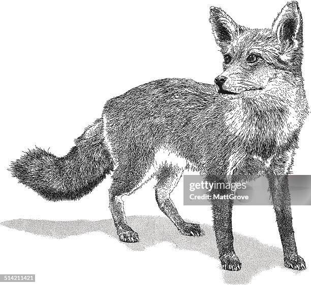 stockillustraties, clipart, cartoons en iconen met wild fox - welp