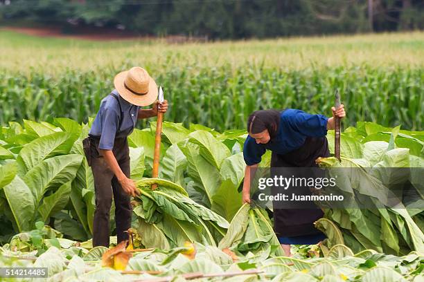 amish land - amish women stock pictures, royalty-free photos & images