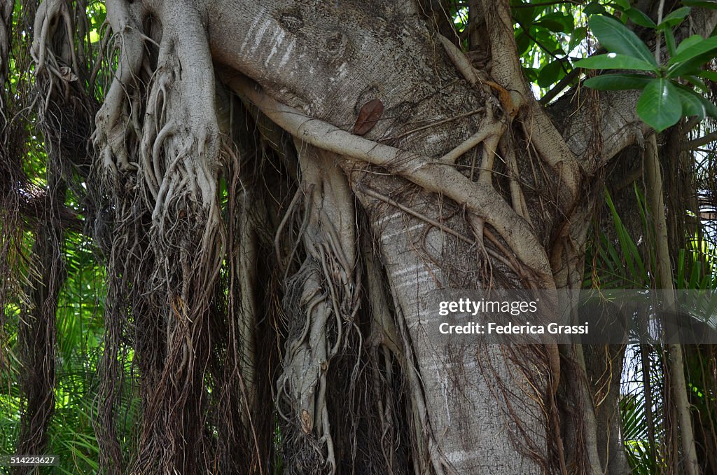 Tangles Prop Roots Tangled Aerial Roots Of Indian Banyan High-Res Stock Photo - Getty Images