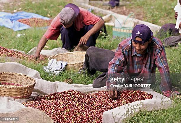 Youths are seen picking coffee beans in a farm in San Martin, El Salvador 03 October 2001. Jovenes trabajan el 03 de ectubre de 2001 escogiendo cafe...