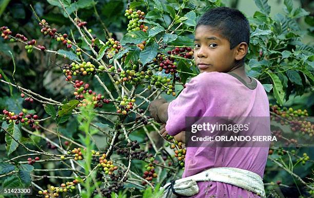 Wilson Rodriguez is seen cutting coffee 19 March 2002 on the El Pacon plantation, 130 km east of Tegucigalpa. El nino Wilson Rodriguez corta cafe el...