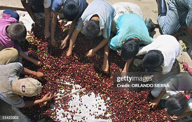 Coffee workers select coffee grains 19 March 2002 in El Paraiso, 130 km east of Tegucigalpa. Trabajadores cafetaleros, en su mayoria menores de edad,...