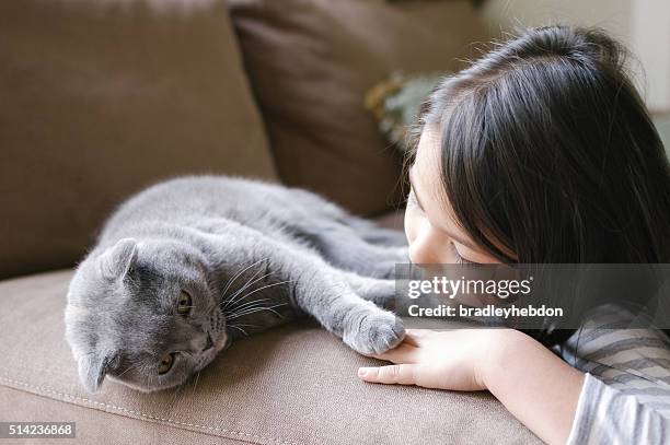 little girl hanging out with her scottish fold cat - schotse-vouwoorkat stockfoto's en -beelden