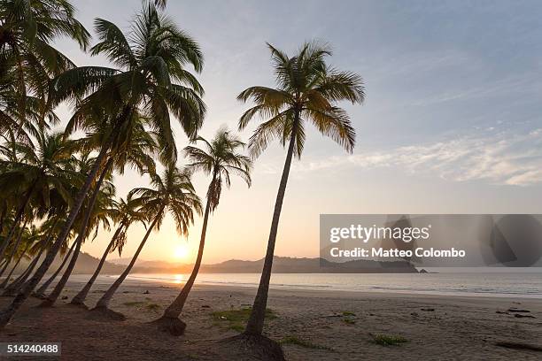 sunrise over exotic sandy beach with palm trees, costa rica - playa carrillo stock pictures, royalty-free photos & images