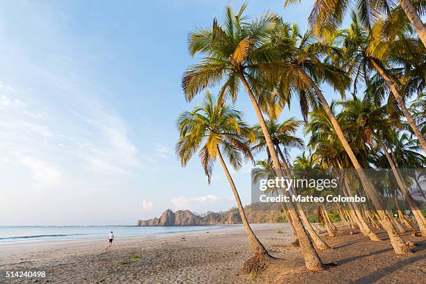 man walking on the beach at sunrise, playa carrillo, costa rica - playa carrillo stock-fotos und bilder