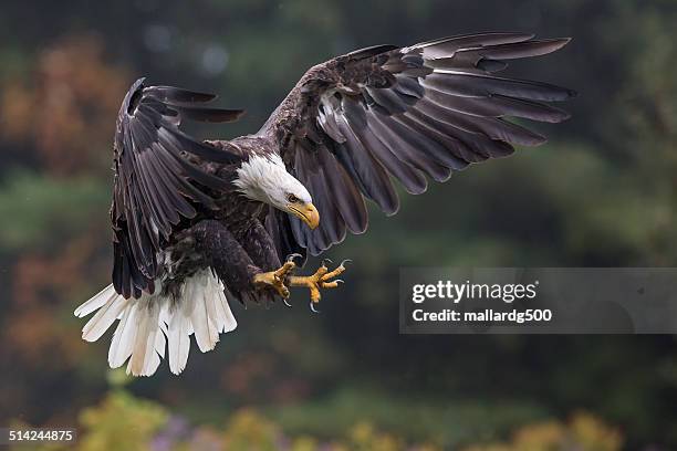 bald eagle - animals attacking stock pictures, royalty-free photos & images