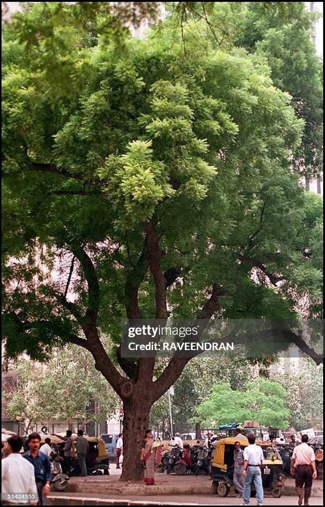 Neem Tree in a New Delhi street taken 15 Sept.   A