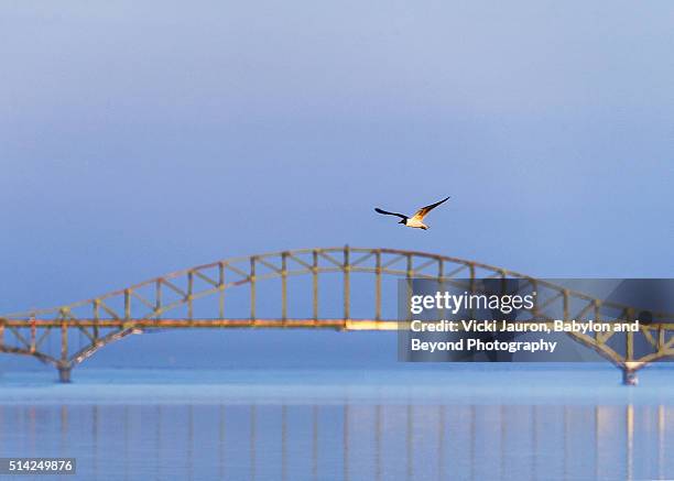 seagull and reflections over calm waters - fire island inlet bridge - robert moses bridge stockfoto's en -beelden