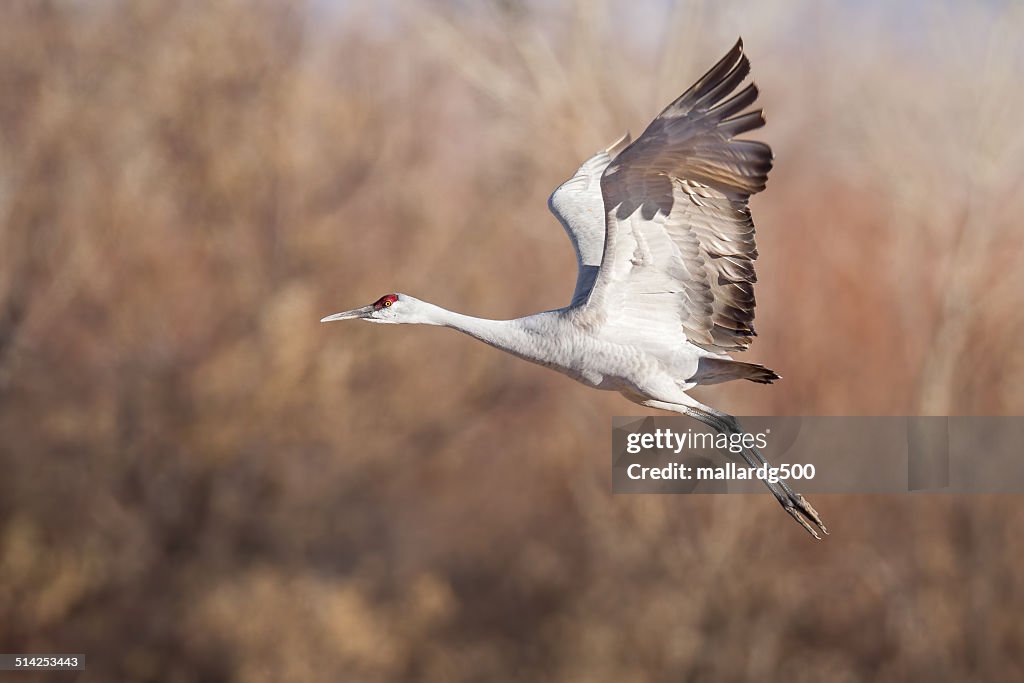 Sandhill Crane