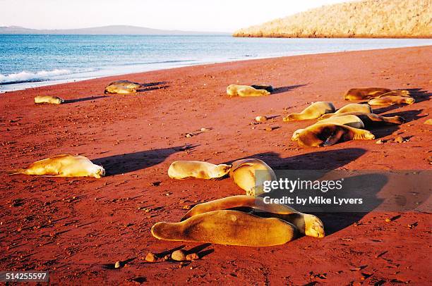 red sands of rabida with sea lions - galapagos stock pictures, royalty-free photos & images