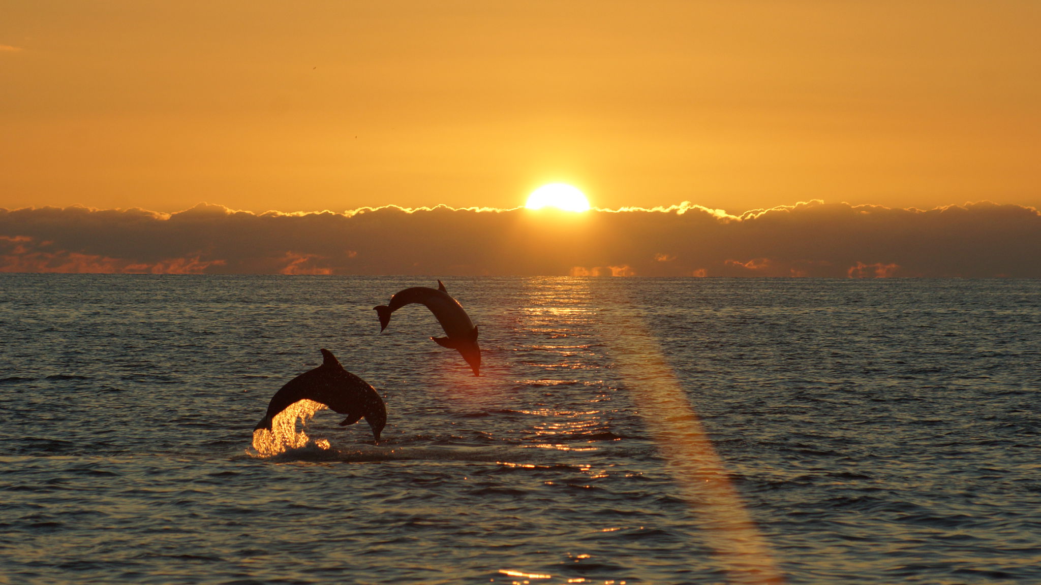 dolphin cove