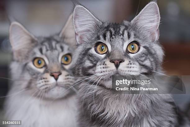 brother & sister - maine coon stockfoto's en -beelden