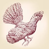 Wood Grouse  hand drawn vector llustration realistic sket