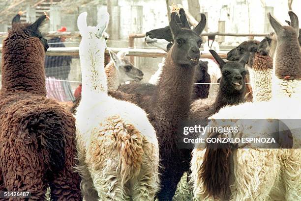 Peruvian Llamas are corraled for the production of meat. Un rebano de llamas permanecen, el 09 de septiembre de 1999, en un corral de Chirapaca,...