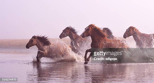 morgen des ulan integration grassland - horse running stock-fotos und bilder