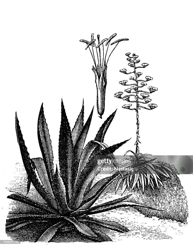 Agave americana (maguey or American aloe)