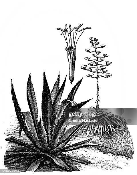 agave americana (maguey or american aloe) - agave stock illustrations