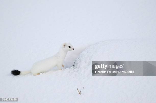 An arctic weasel stands on the snowy beach of Unstad , Lofoten Island, in the Arctic Circle, on March 8, 2016. / AFP / OLIVIER MORIN