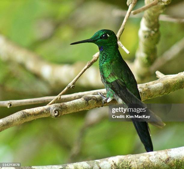 green-crowned brilliant hummingbird - heliodoxa jacula imagens e fotografias de stock