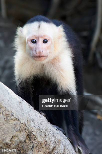 white-throated capuchin monkey - white throated capuchin monkey stock-fotos und bilder