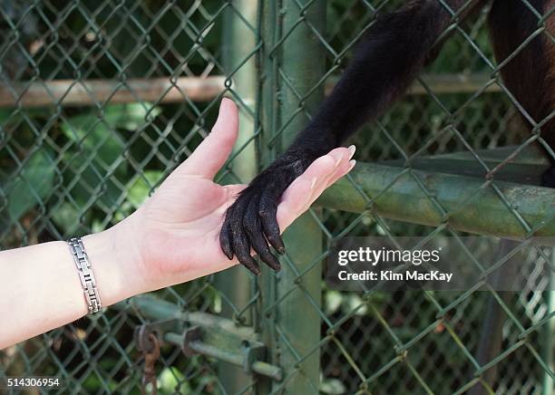 human and monkey shaking hands - albino monkey stock pictures, royalty-free photos & images