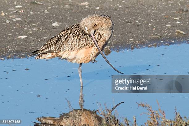 long-billed curlew grooming - plummage stock pictures, royalty-free photos & images