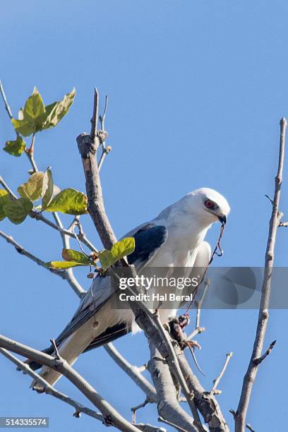 white-tailed kite eating - white tailed kite stock pictures, royalty-free photos & images