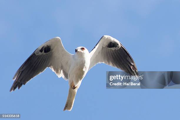 white-tailed kite in flight - white tailed kite stock pictures, royalty-free photos & images