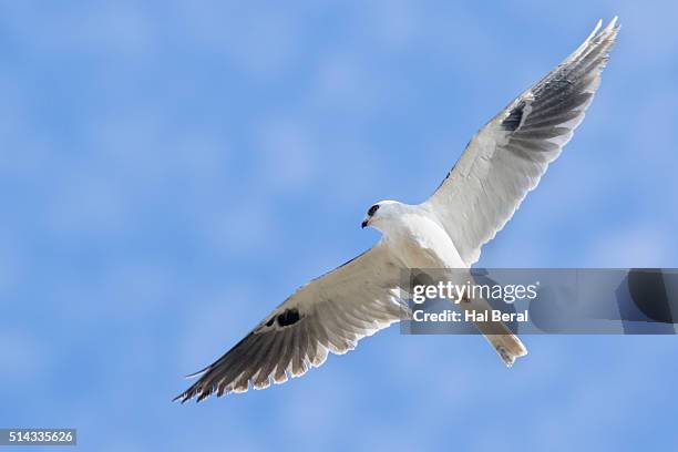 white-tailed kite in flight - white tailed kite stock pictures, royalty-free photos & images