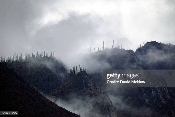 Forest of toothpick-looking trees, killed by the blast of the 1980 Mount Saint Helens volcanic eruption, are enveloped in fog and clouds that obscure...