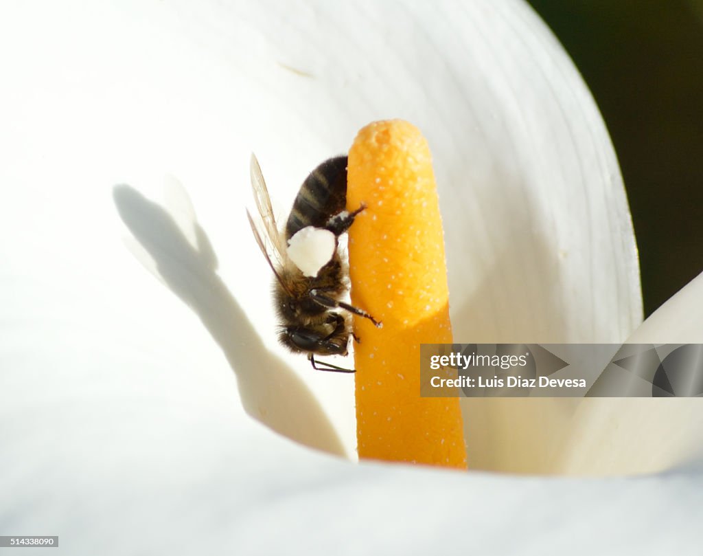 Bee travels down the calla lily spadix