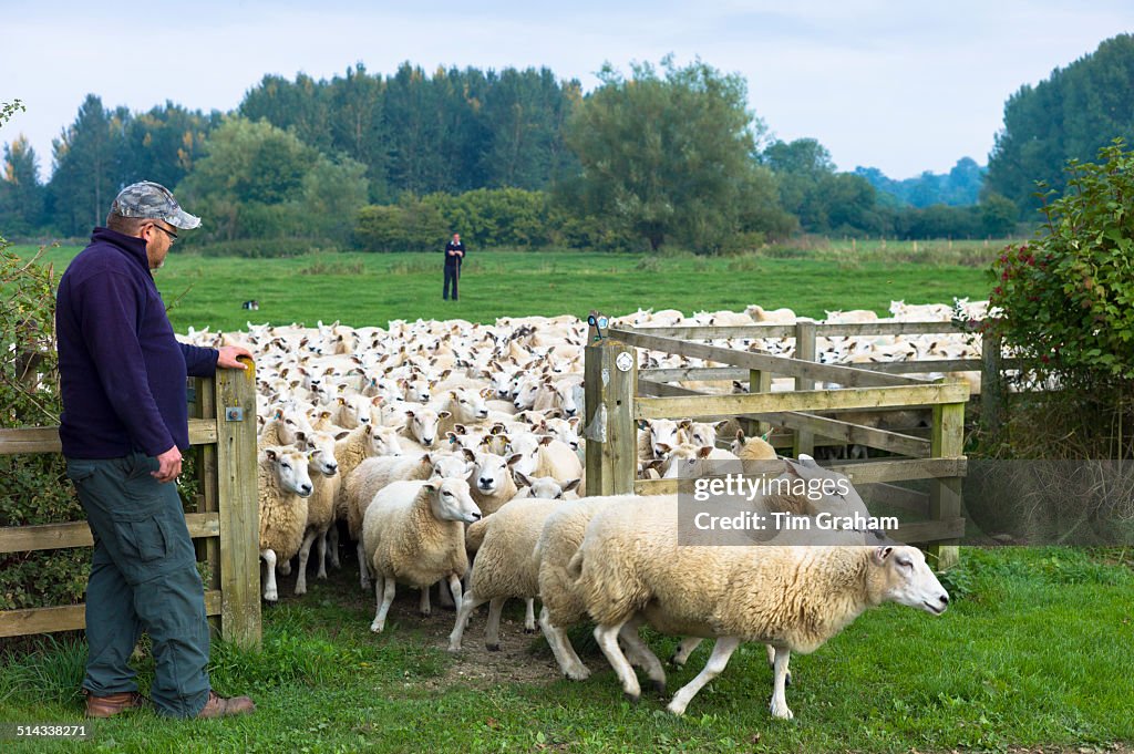 Sheep being herded, Oxfordshire