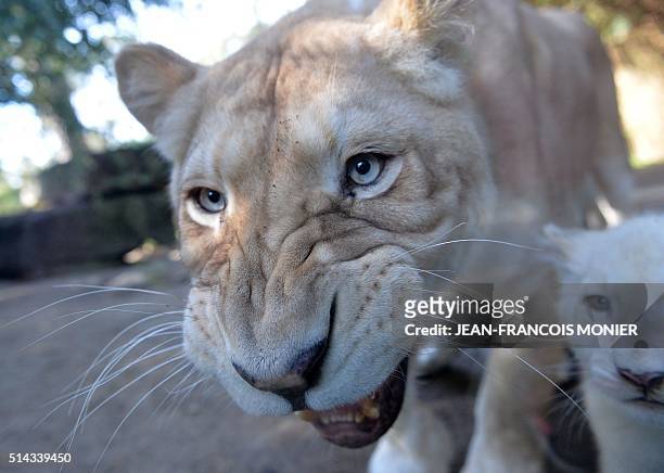 Nikita, a 9-year-old Lion is pictured next to her white lion cub, three-months old, at the zoo in La Fleche, northwestern France, on march 8, 2016. /...
