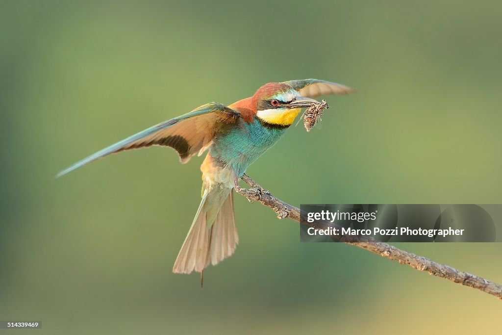 Bee-eater with prey