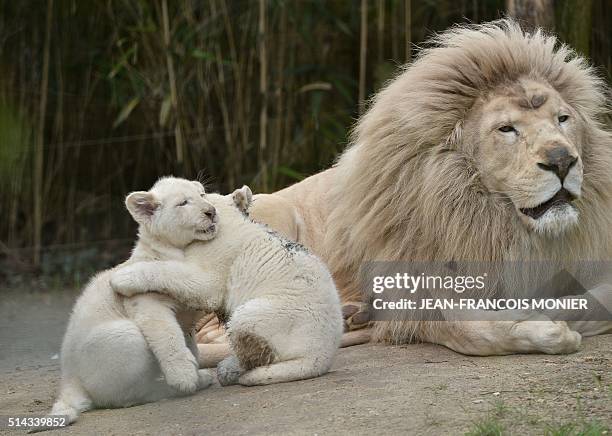 Two white lion cubs, three-months old are pictured next to his father Yabu, at the zoo in La Fleche, northwestern France, on march 8, 2016. / AFP /...