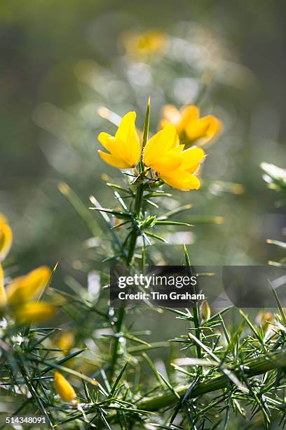 gorse shrub in bloom in uk - gorse stock pictures, royalty-free photos & images