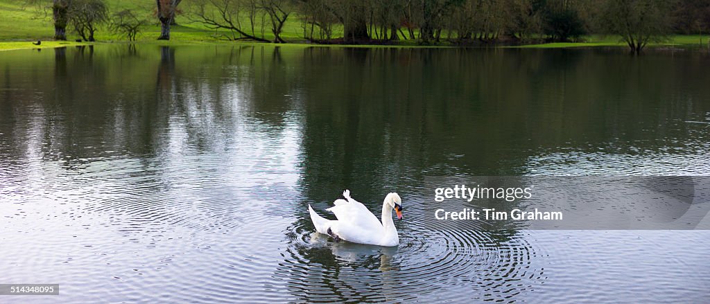 Mute swan, River Windrush, The Cotswolds