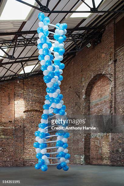 dna molecule made of balloons in empty warehouse - helix model stock pictures, royalty-free photos & images