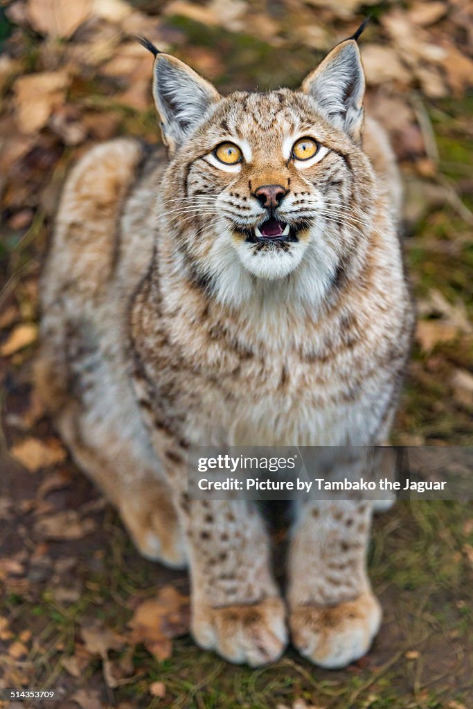 Lynx waiting for food