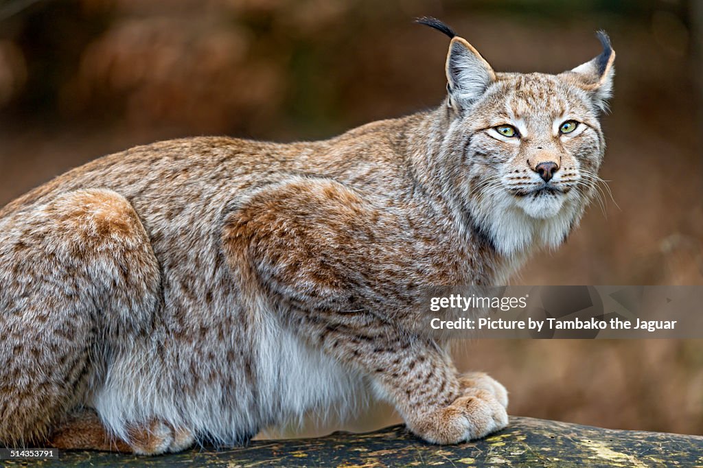 Lynx posing on a branch