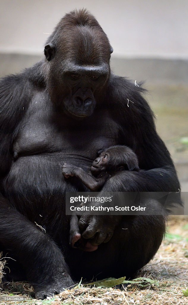 The Denver Zoo announces the birth of a western lowland female gorilla, named Whimsie Adepa (ah-DEEP-ah).