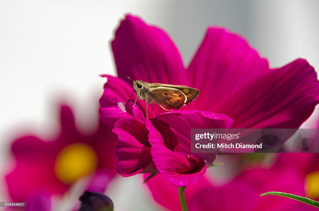 Moth on flower