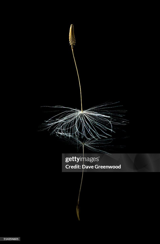 Reflected Dandelion Seed