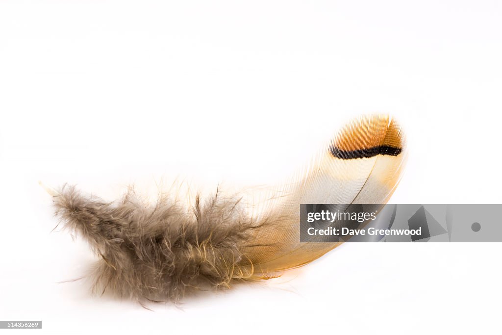 Small Pheasant's Feather