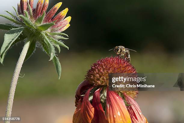 honey bee on a red flower - macro close-up - symbiotic relationship fotografías e imágenes de stock