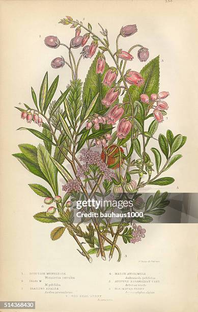 stockillustraties, clipart, cartoons en iconen met azalea, andromeda, menziesia, heath, heather, scotland, victorian botanical illustration - lithograph