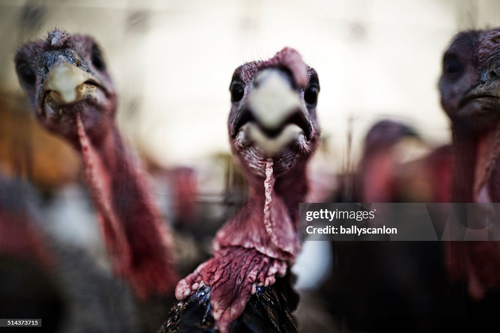 Turkeys On A Farm