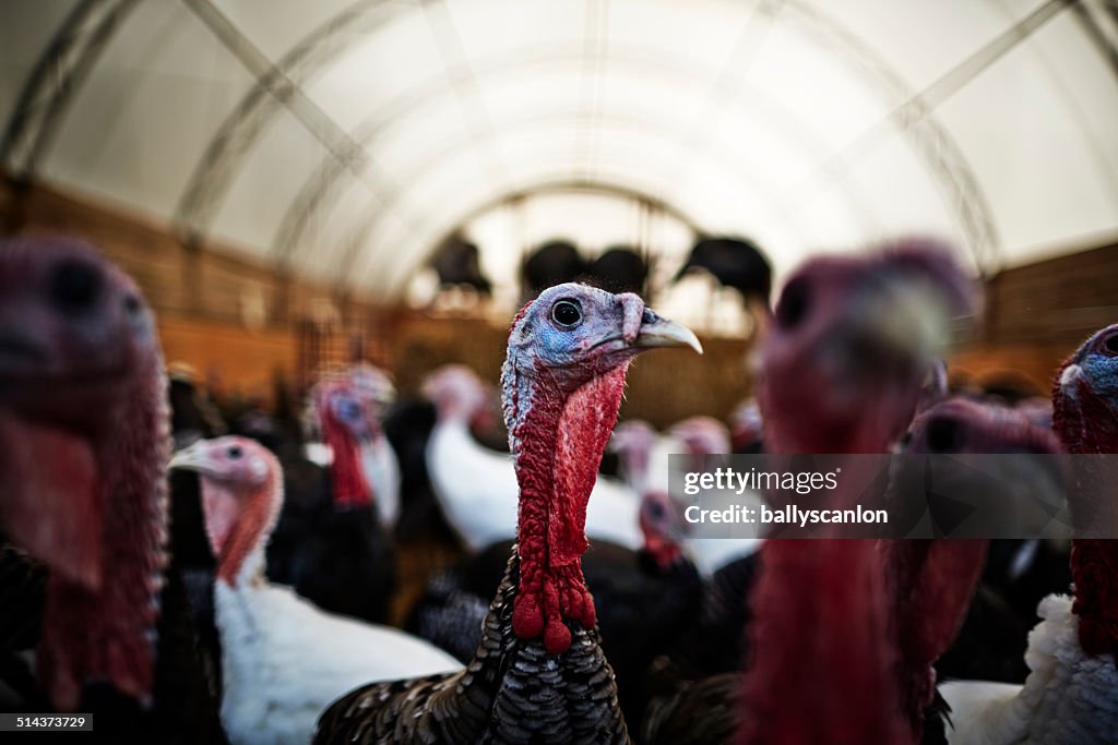 Turkeys On A Farm