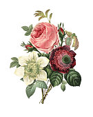 Rose, Anemone and Clematis | Redoute Flower Illustrations
