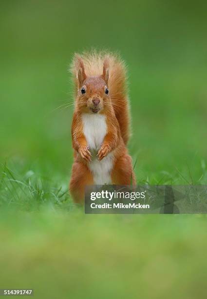 red squirrel - dumfries fotografías e imágenes de stock